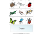 Social Story on Insects